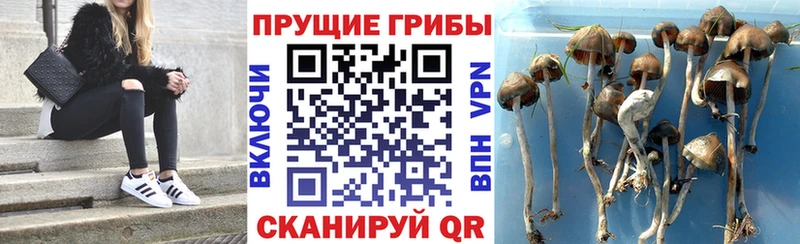 Купить где Спасск-Рязанский Галлюциногенные грибы Magic Shrooms
